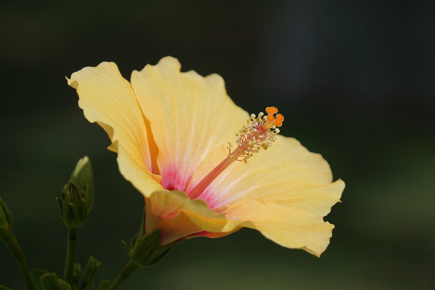 Madagascar Hibiscus Starter Live Plant – Hibiscus moscheutos – Rooted Perennial for Gardens
