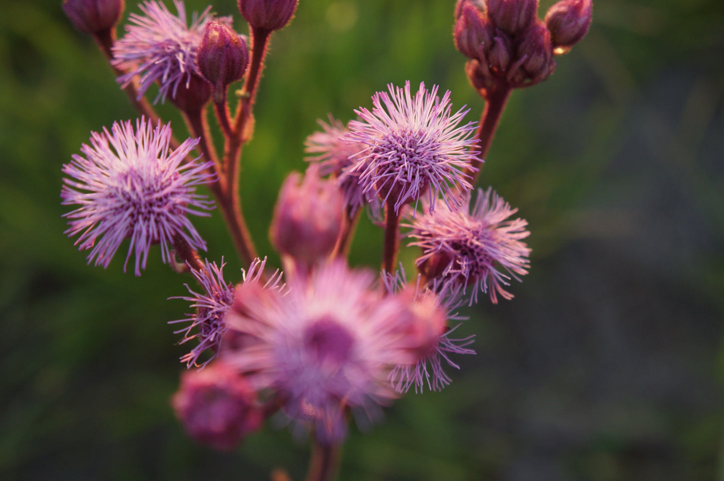 3 Live Bare Root Ironweed Plants – Vernonia spp. Perennial Pollinator Flowers