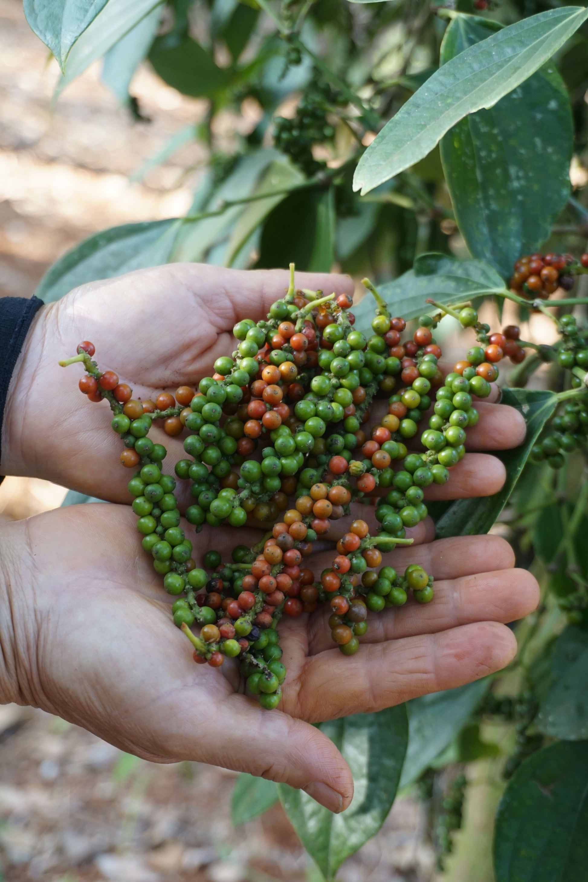 Black Pepper Live Starter Plant – Piper nigrum – Well Rooted in Container