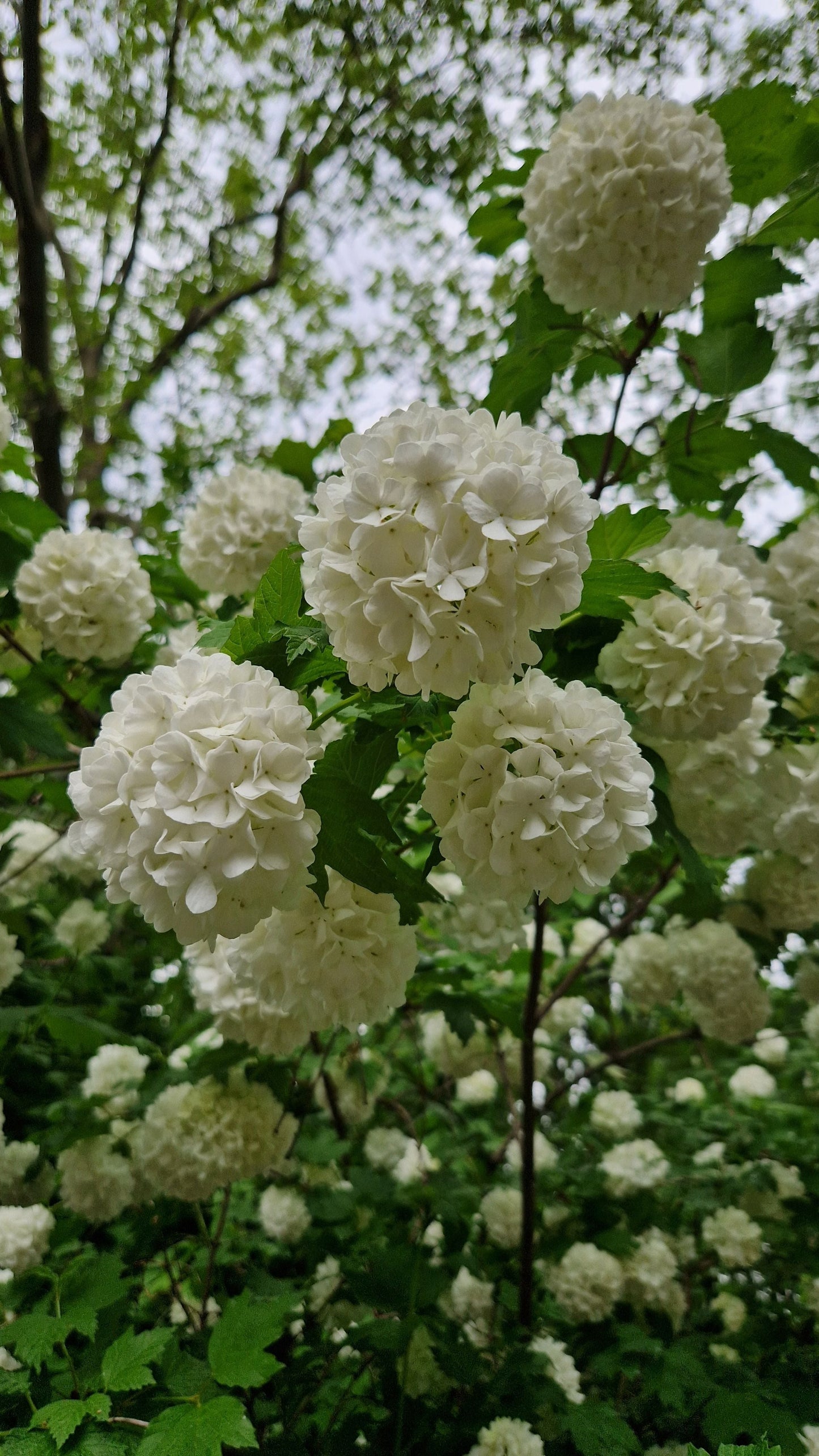 Annabelle Snowball Hydrangea Live Plants – 2 Rooted Starters in 1 Qt Pots, White Flowering Shrubs, Hydrangea arborescens