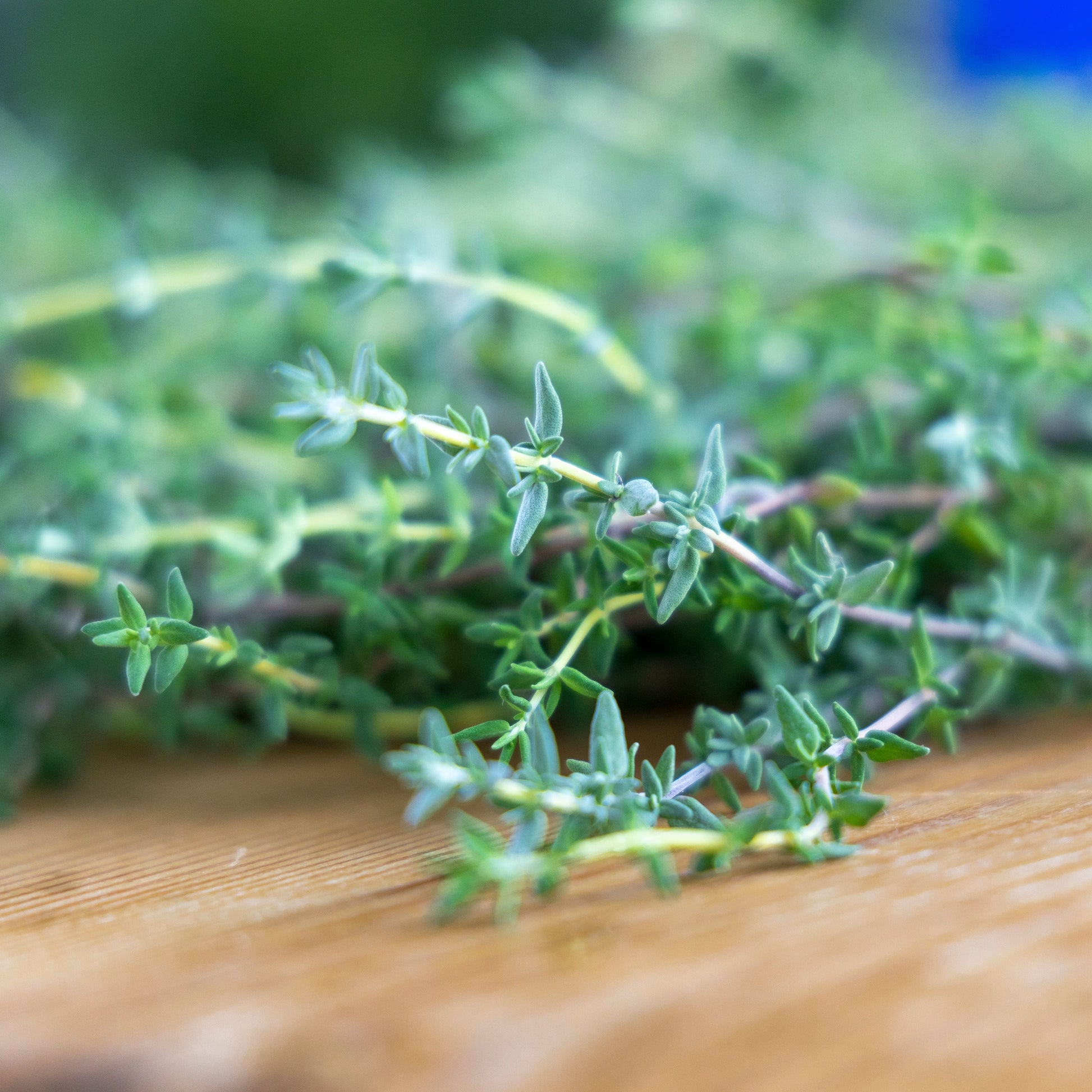 English Thyme Live Plants – 3 Starter Herb Plants, Thymus vulgaris, Culinary Herb, Perennial, Container Friendly