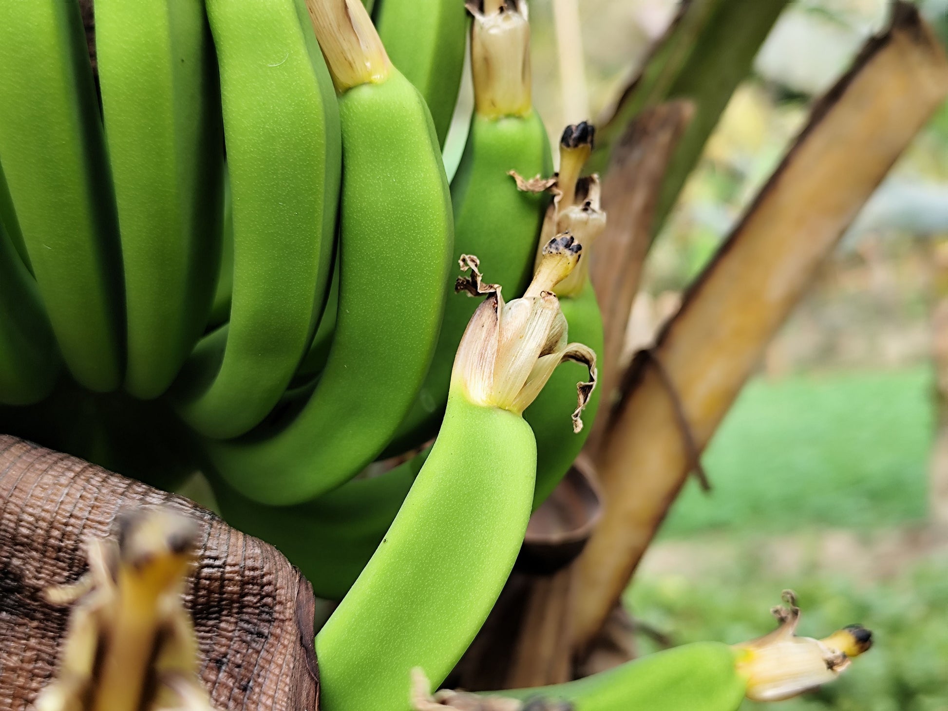 Basjoo Banana Tree Live Starter Plant – Cold Hardy Musa basjoo – Well Rooted 3–12 Inch Plant in Pot
