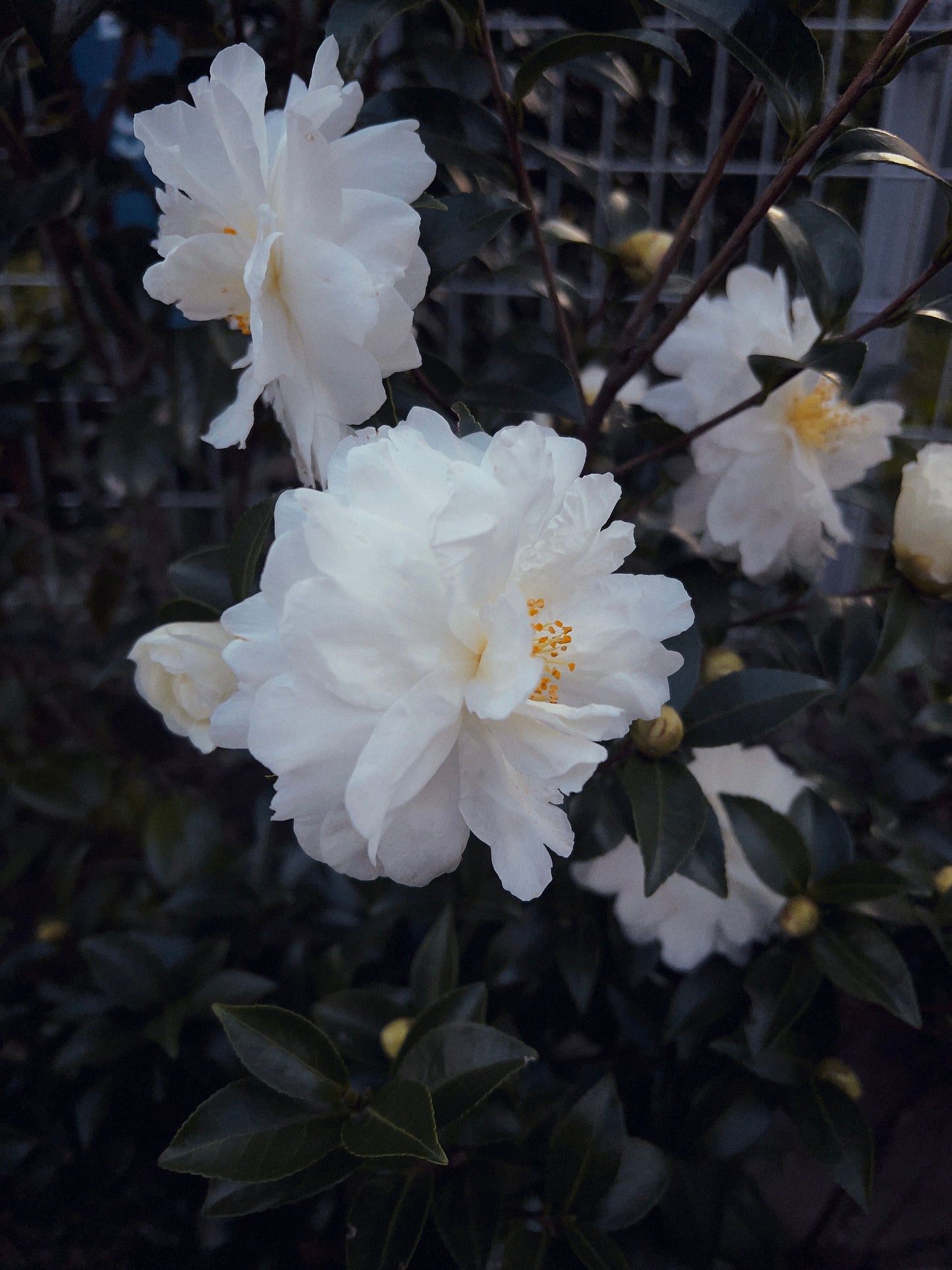 Buttermint Camellia Japonica Live Starter Plant - Well Rooted Evergreen Shrub in Pot