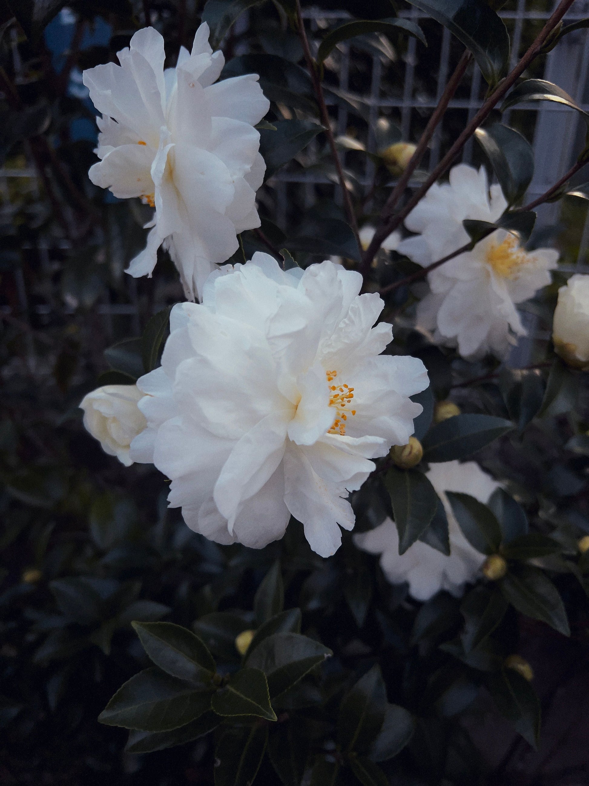 Buttermint Camellia Japonica Live Starter Plant - Well Rooted Evergreen Shrub in Pot