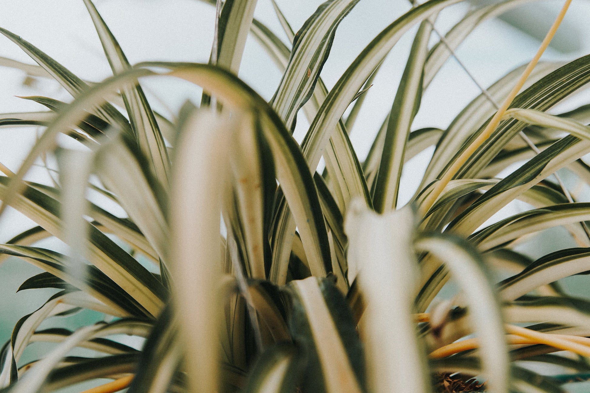 Variegated Bonnie Curly Spider Plant 2 Unrooted Cuttings – Chlorophytum comosum 'Bonnie'