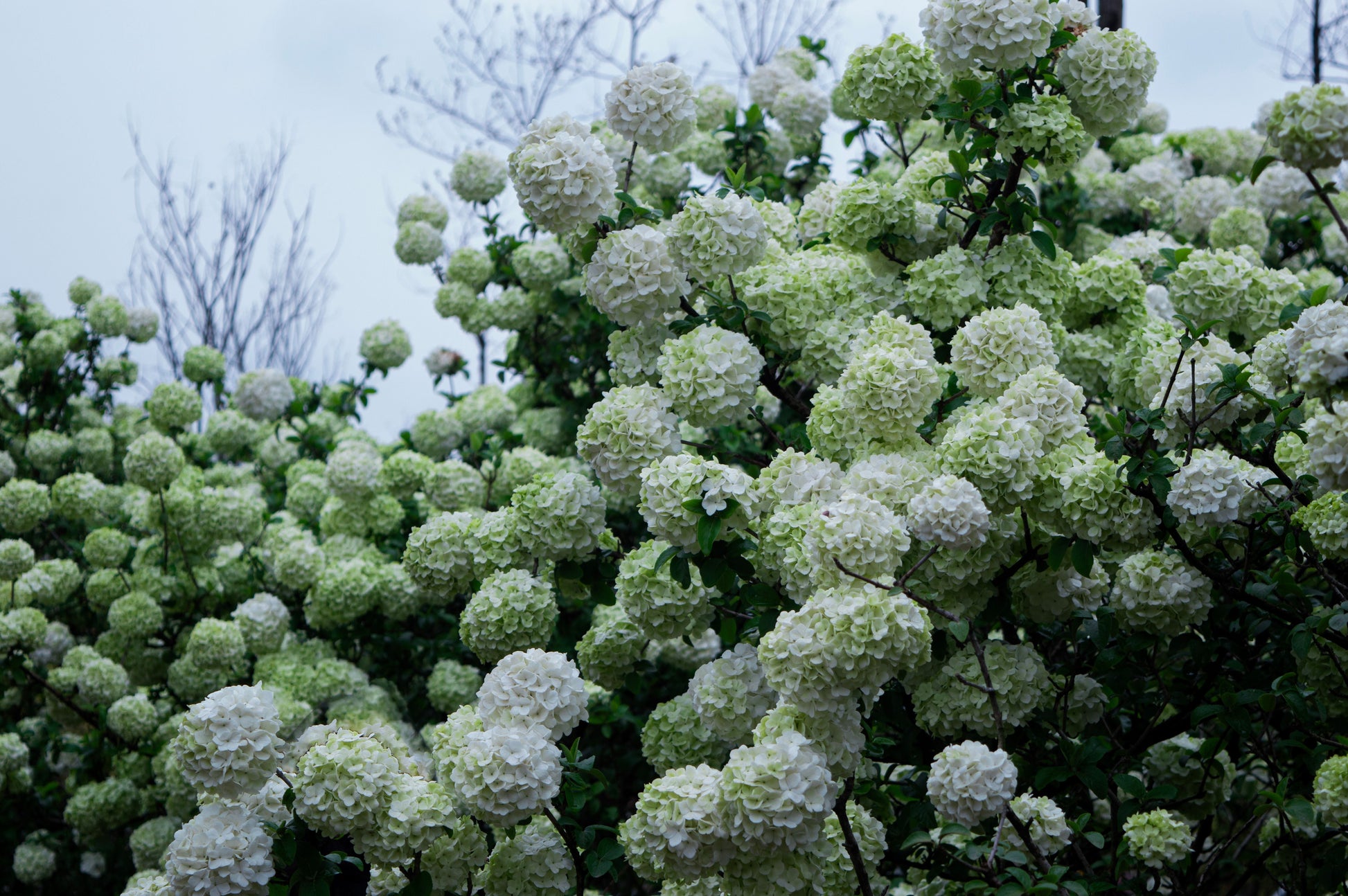 Chinese Snowball Viburnum Live Plant - 3.5 Inch Pot - White Flowering Shrub