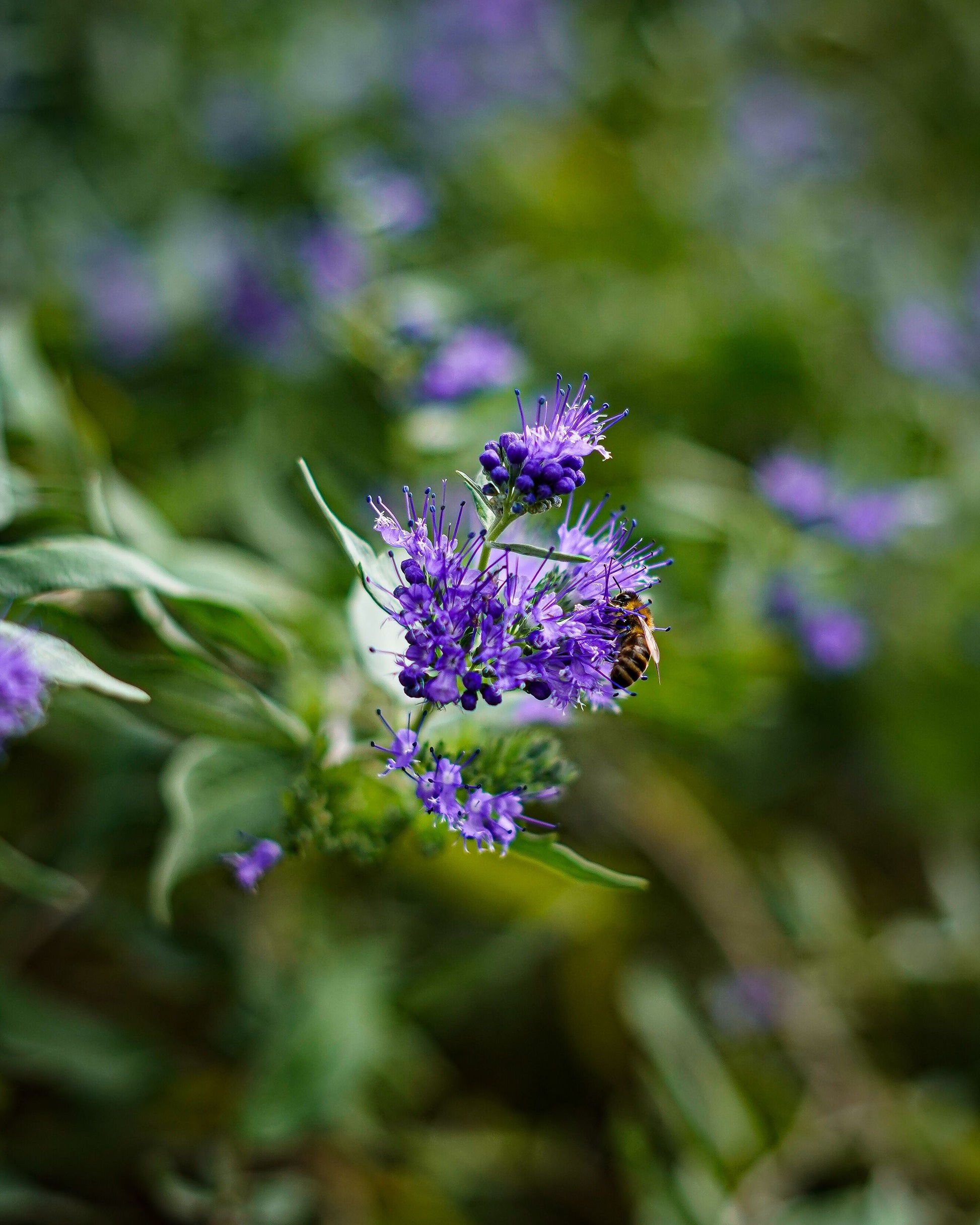 Blue Empire Caryopteris Live Plants – 3 Rooted Shrubs in 1 Qt Pots, Blue Flowers, Compact Growth, Caryopteris 'Blue Empire'