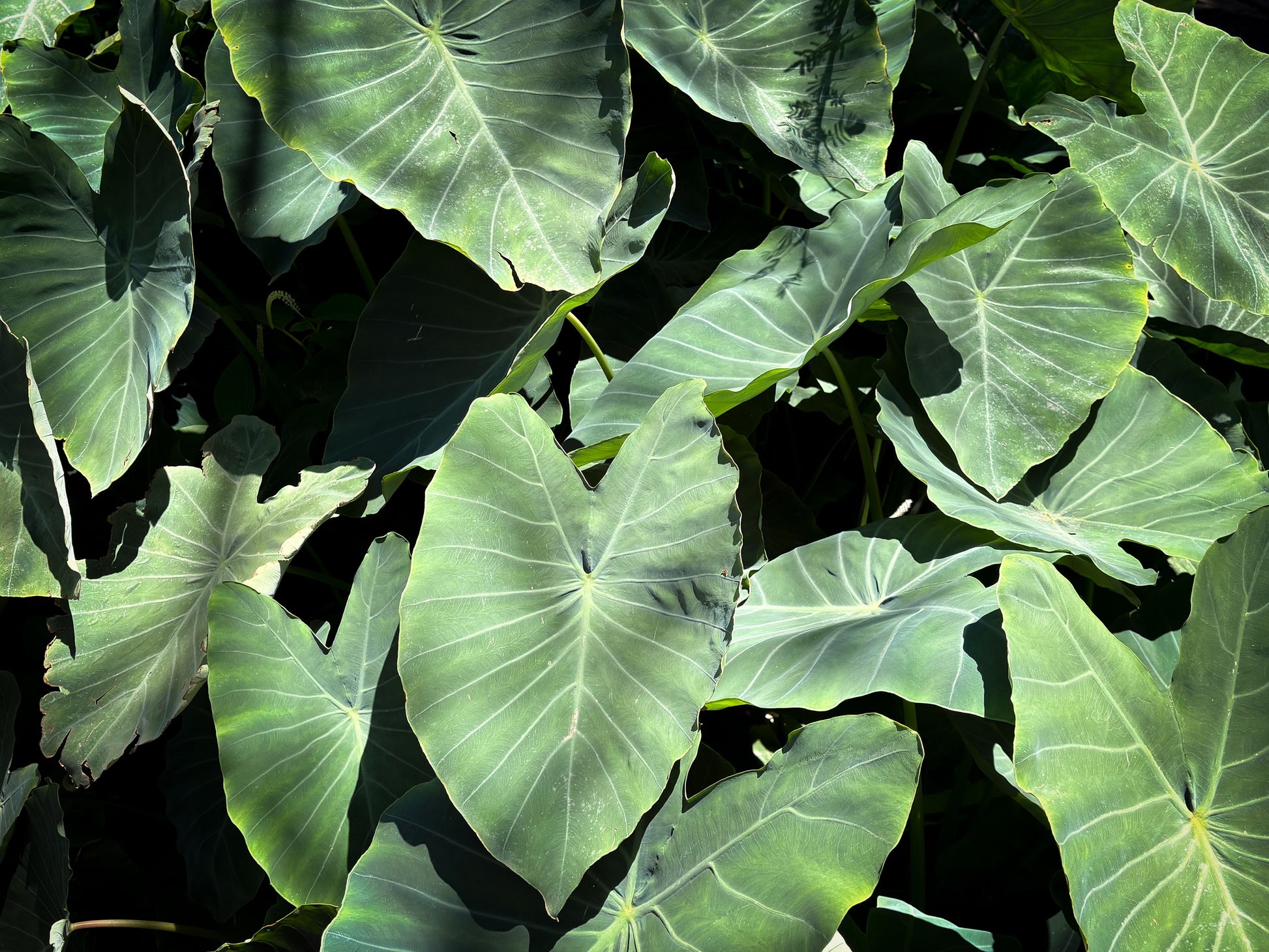Illustris Colocasia Live Plant – 3 Inch Pot – Bare Root – Colocasia esculenta 'Illustris'