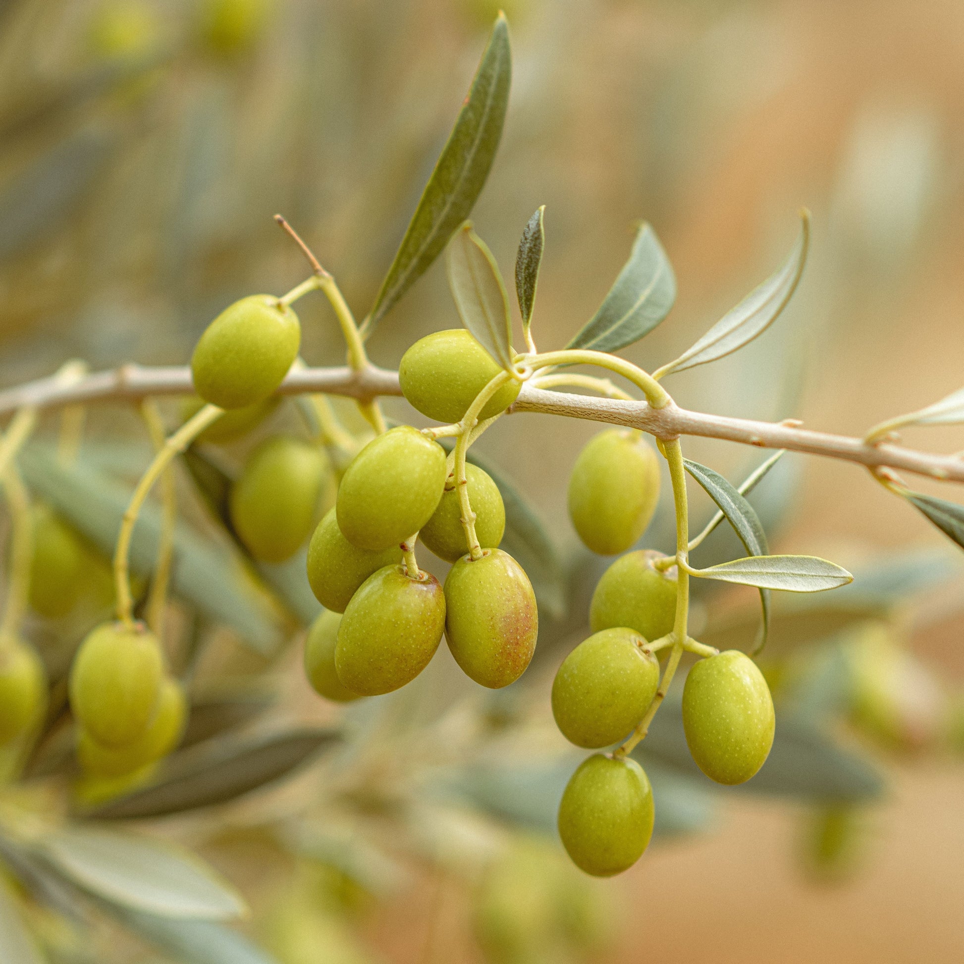 Organic Arbequina Olive Tree Live Starter Plant - Olea europaea - 6-10 Inch Tall in 2.5 x 3.5 Inch Pot