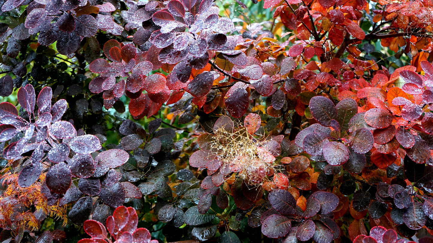 Royal Purple Smokebush Live Plant 1 Quart Grow Bag - Cotinus coggygria