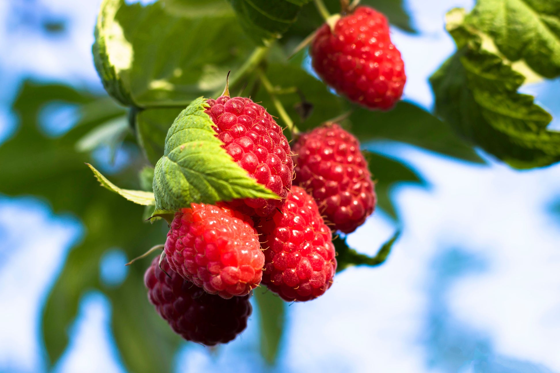 Jaclyn Everbearing Red Raspberry Live Starter Plant | Rubus idaeus | USDA Zones 3-8