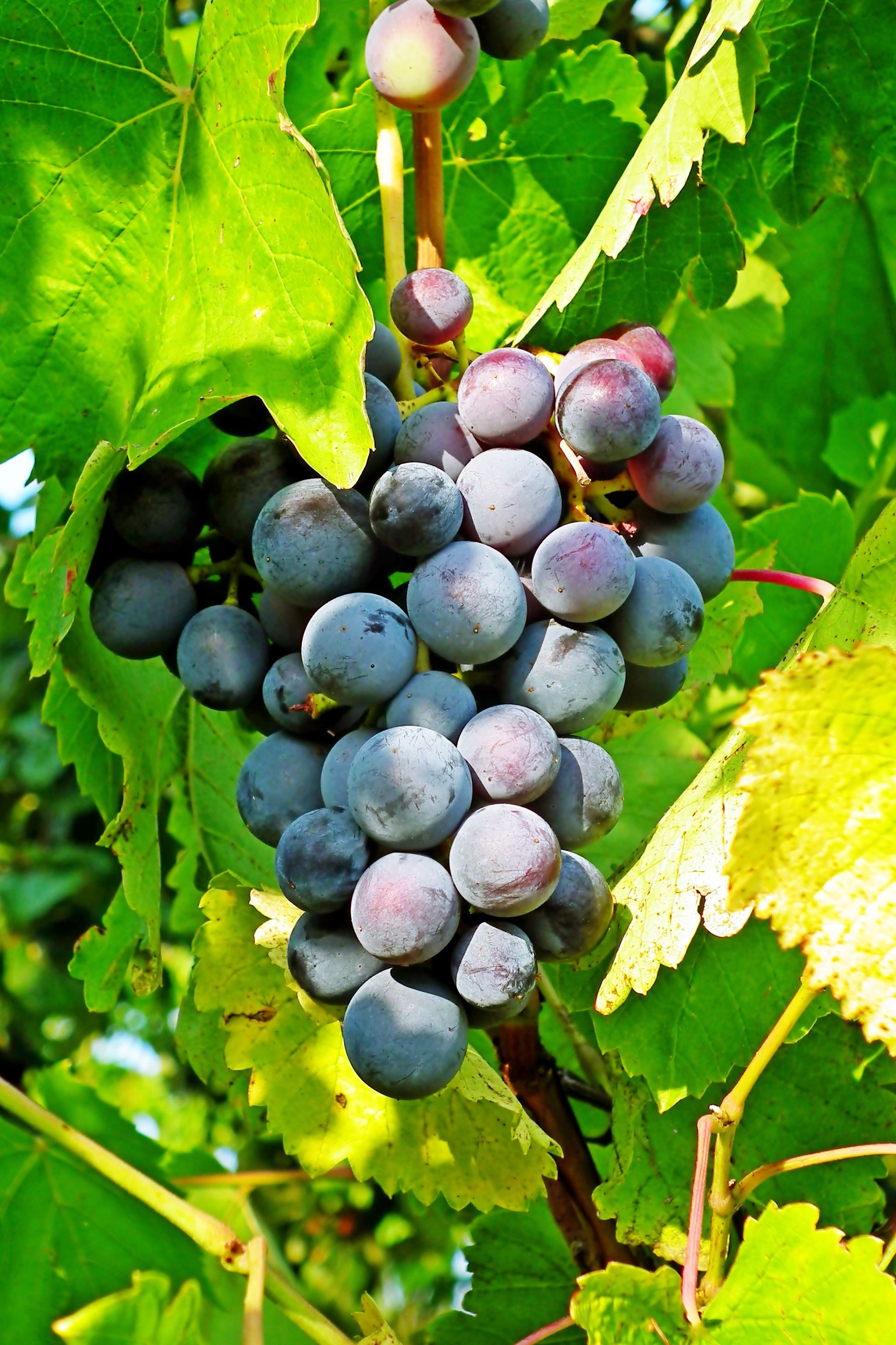 Delicious Muscadine Grape Vine Starter Plug 3-4 Inch Tall | Vitis rotundifolia