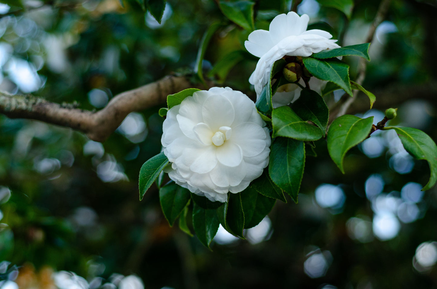 Miss Biloxi Camellia Live Starter Plant – Camellia japonica – Well-Rooted Evergreen Shrub in Nursery Pot
