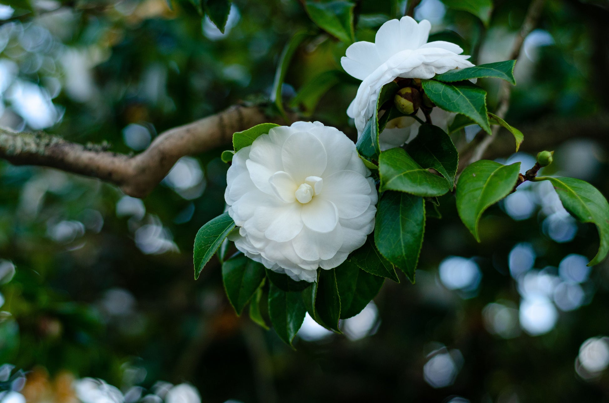 Miss Biloxi Camellia Live Starter Plant – Camellia japonica – Well-Rooted Evergreen Shrub in Nursery Pot