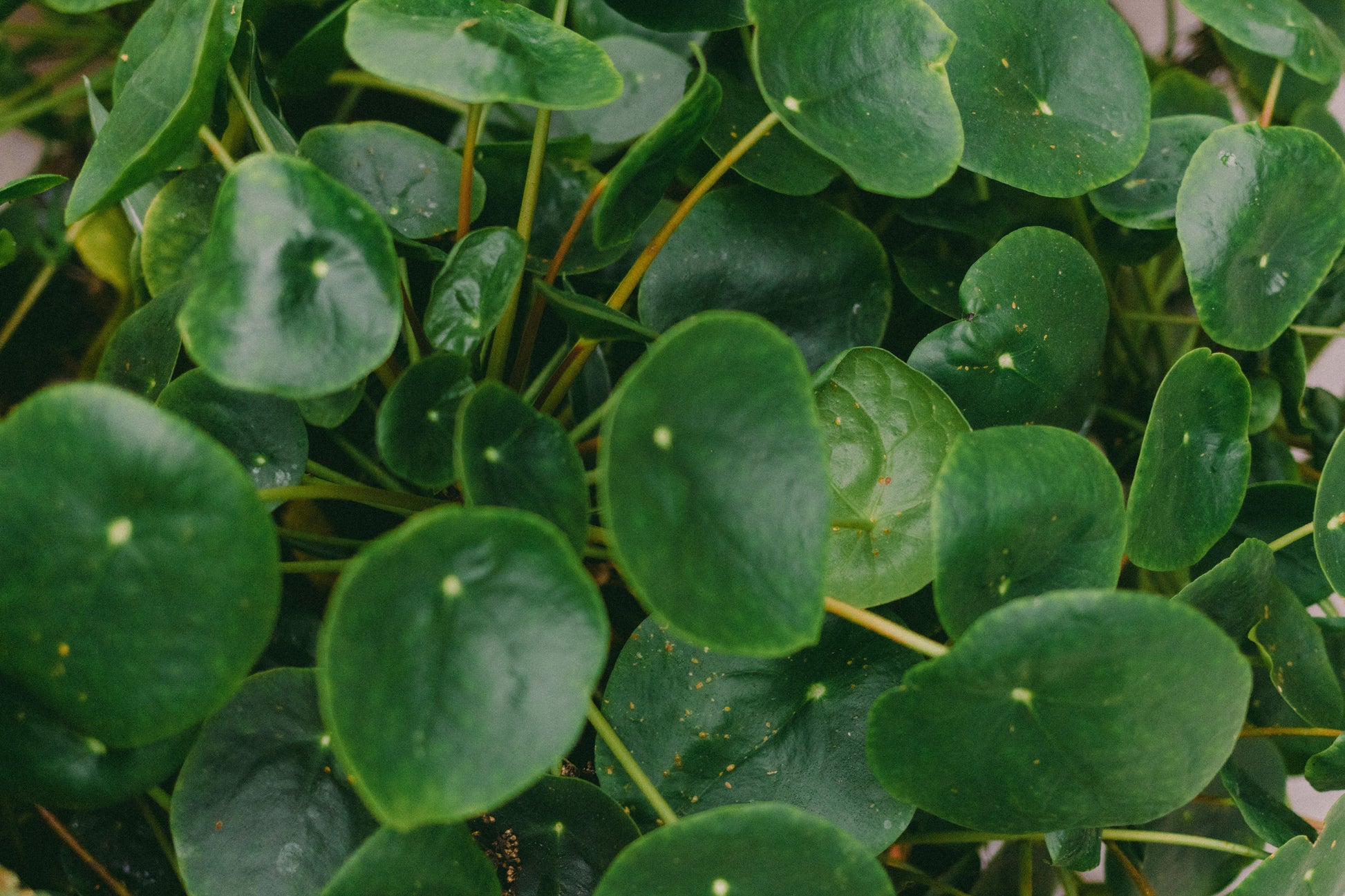 Chinese Money Plant Live Houseplant in 2 Inch Pot – Pilea peperomioides