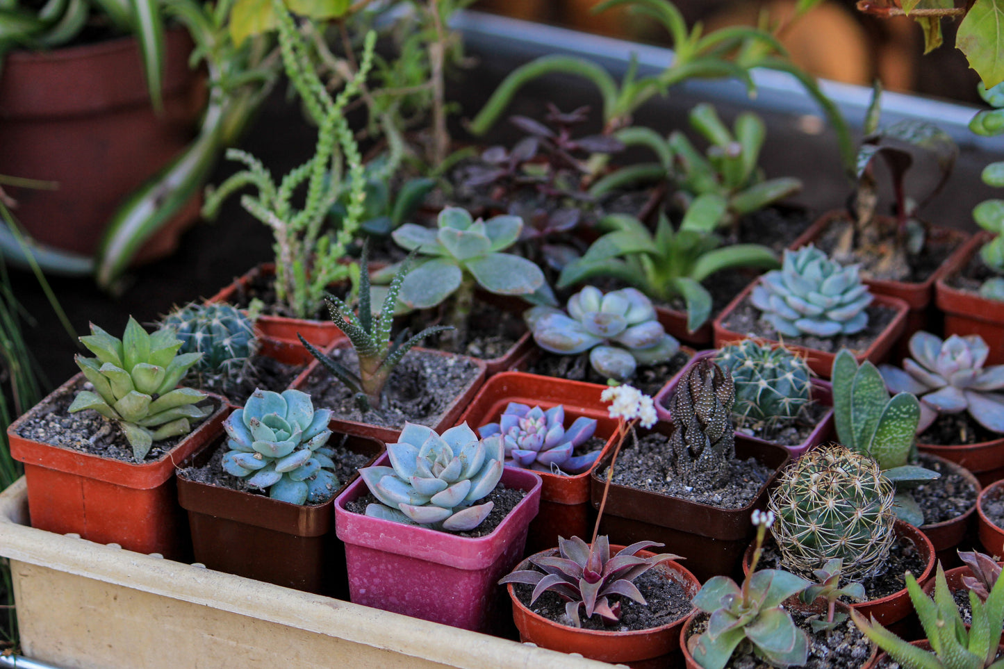 20 Assorted Succulent Cuttings Plus 2 Free Cuttings Live Succulent Variety Pack for Propagation and Gardens
