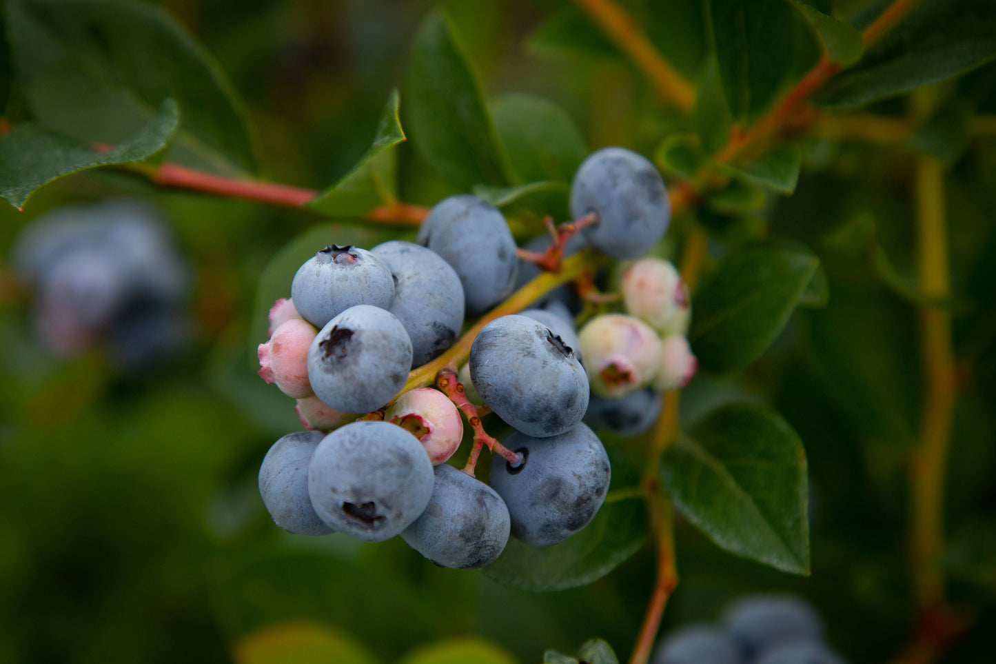 Sunshine Blue Semi-Dwarf Blueberry Live Plant 1 Quart Grow Bag - Vaccinium corymbosum