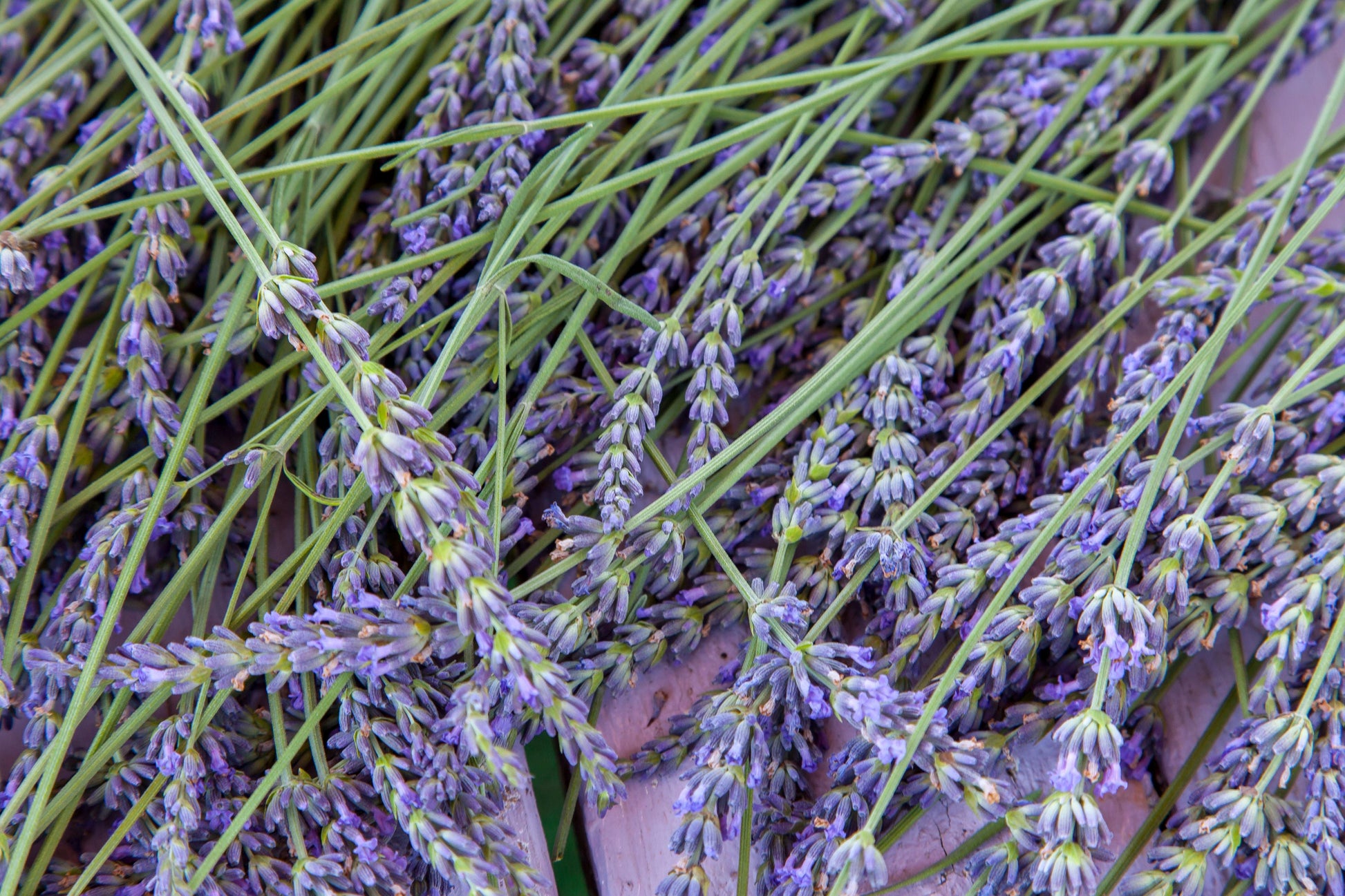 Lavender 'Grosso' Live Plant in 2.5 Inch Pot – Lavandula × intermedia 'Grosso'