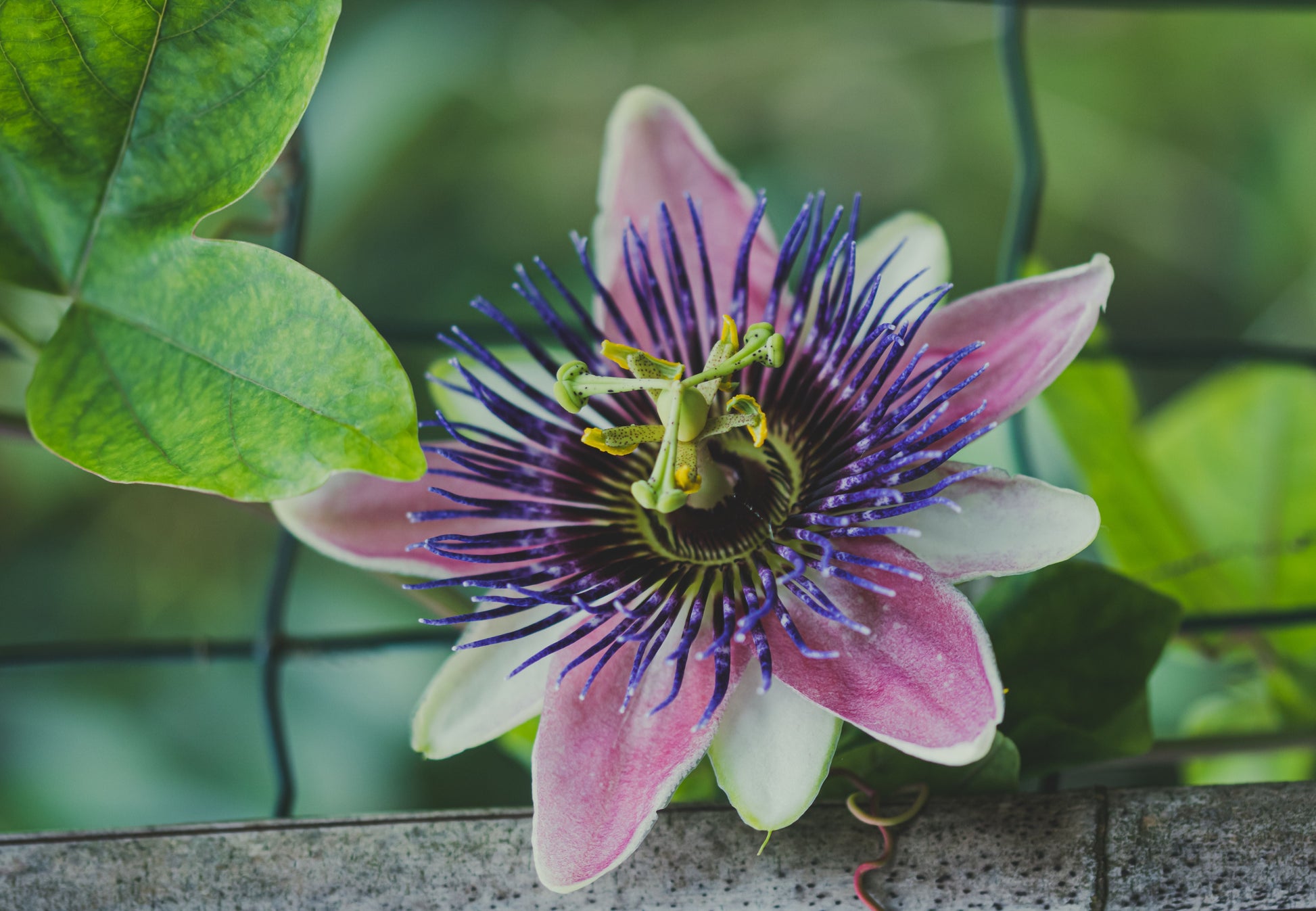 Purple Passion Plant Live Starter - 3 Inch Tall Gynura aurantiaca Purple Velvet Plant