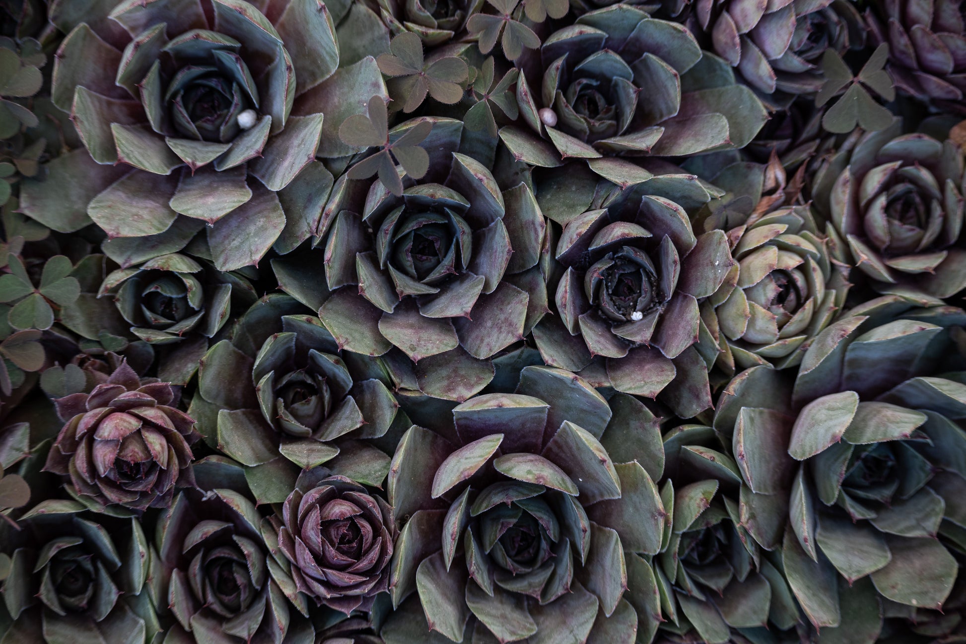 Large Purple Echeveria Cluster Live Succulent with Healthy Pups - Rare Specimen Plant