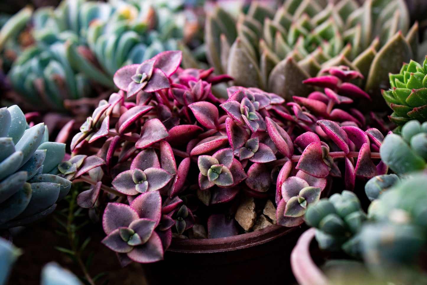 Calico Kitten Variegated Live Succulent – Crassula pellucida subsp. marginalis – 4 Inch Pot