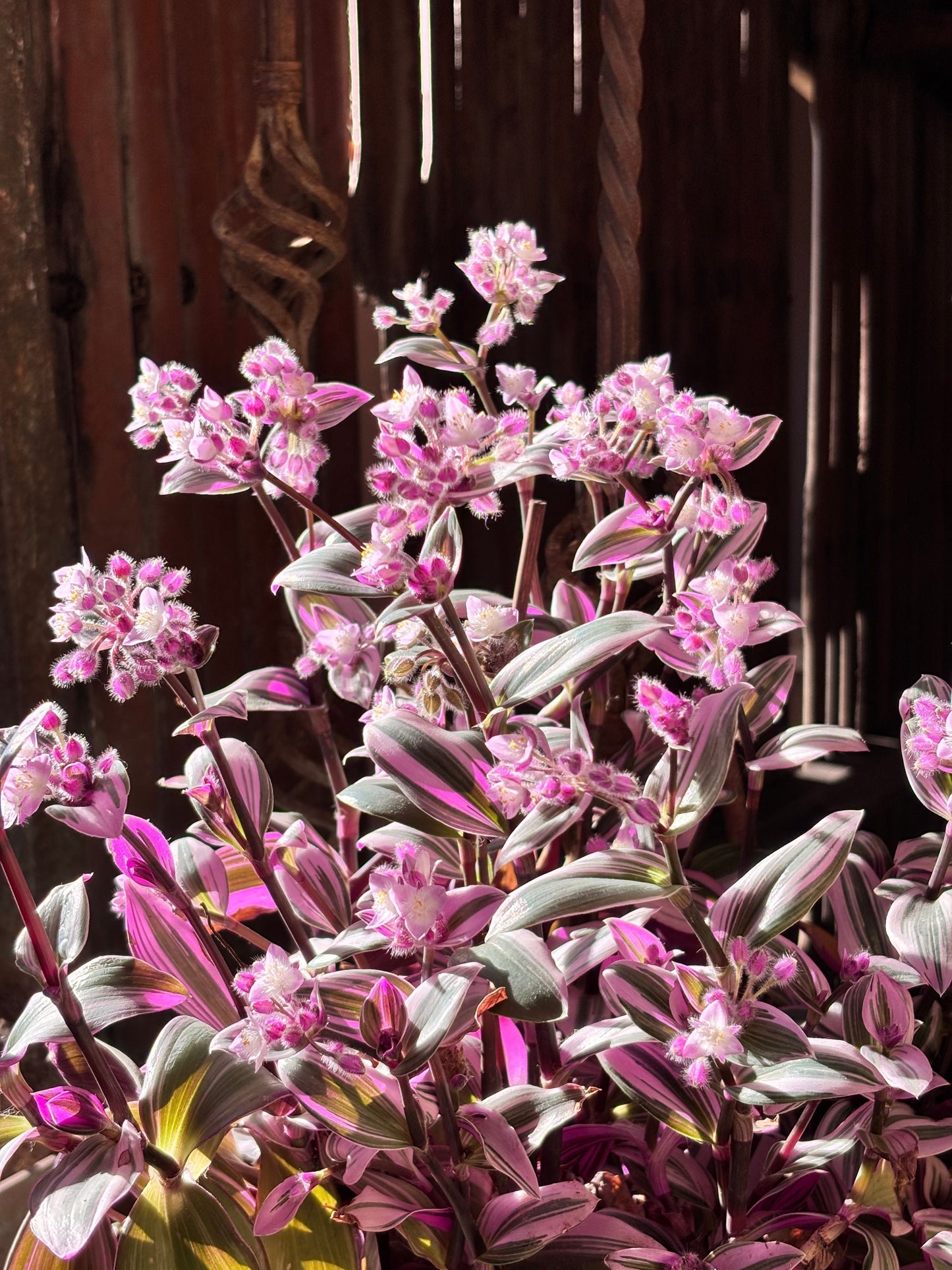 Pink Lady Callisia Repens Live Plant in 4 Inch Pot – Variegated Trailing Succulent