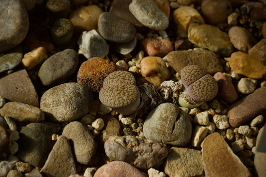 10 Assorted 4-Year-Old Lithops Living Stones Bare Root Succulents