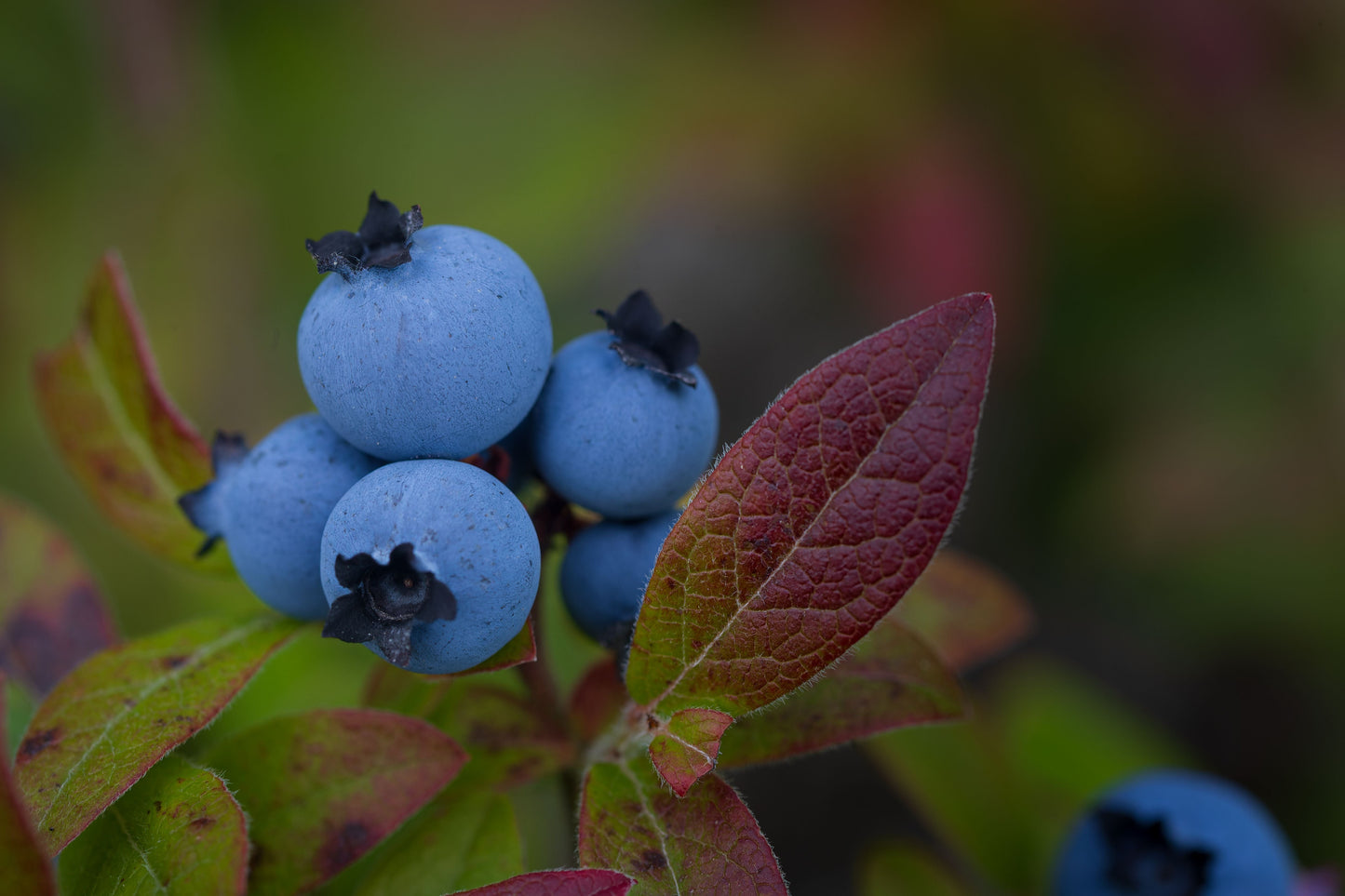 Premier Rabbiteye Blueberry Live Starter Plant – Vaccinium ashei – Bare Root Plug
