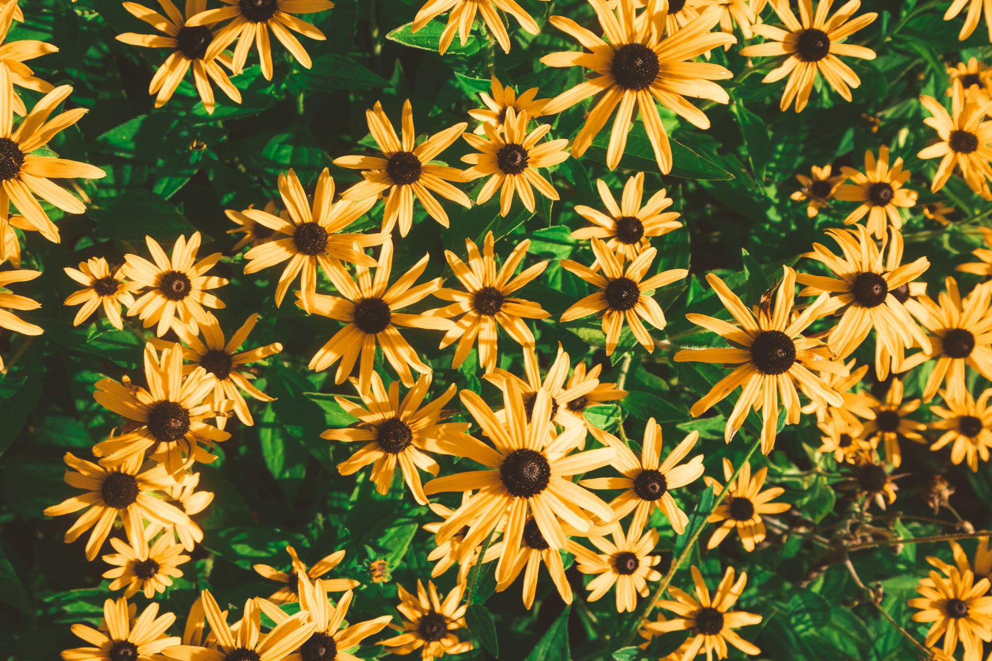 Goldblitz Black Eyed Susan Live Plants – 3 Rooted Perennial Starters in 1 Qt Pots, Rudbeckia fulgida, Bright Yellow Flowers