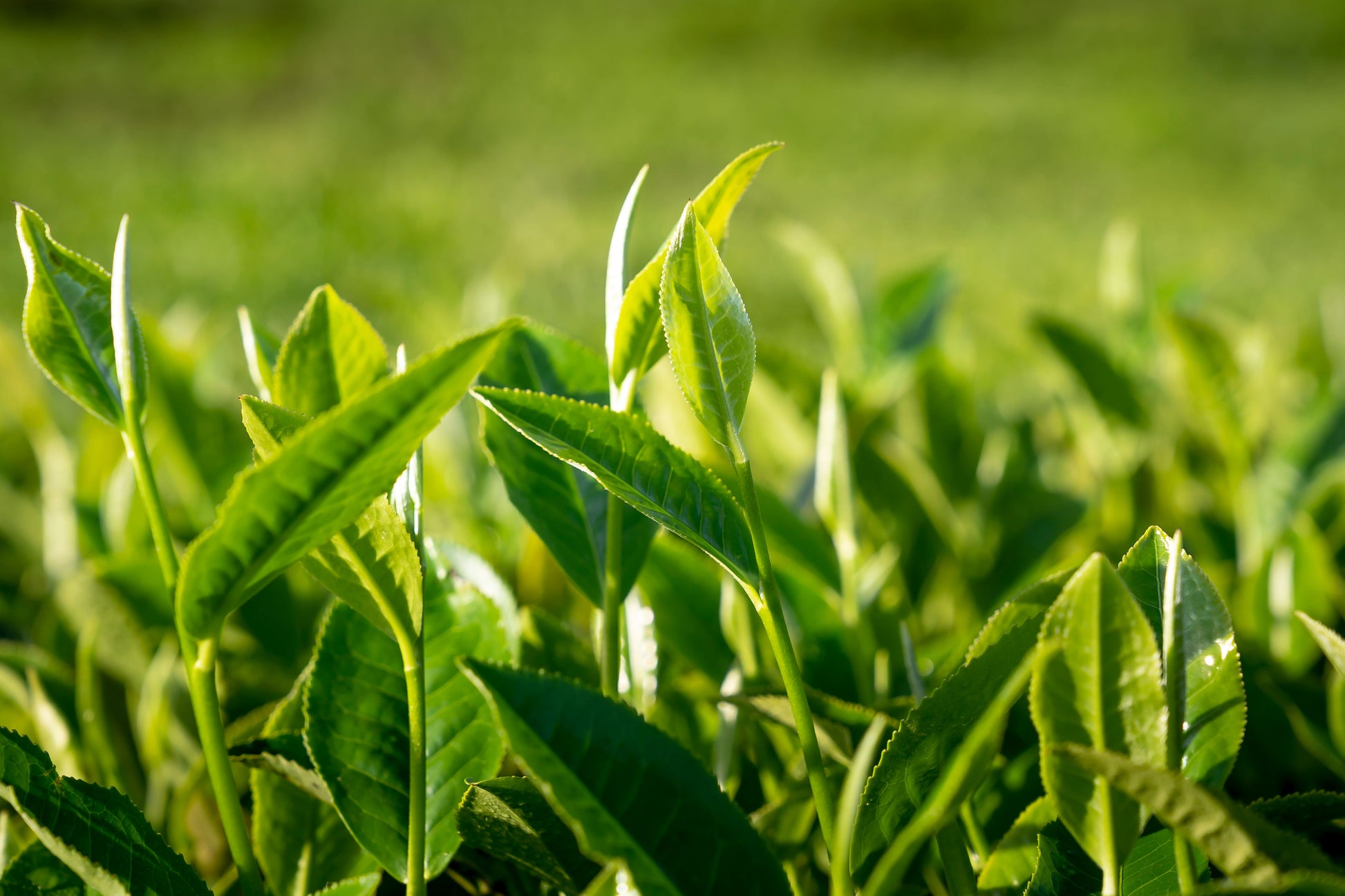 Organic Tea Plant Live Starter - Camellia sinensis - 6-12 Inch Evergreen Shrub
