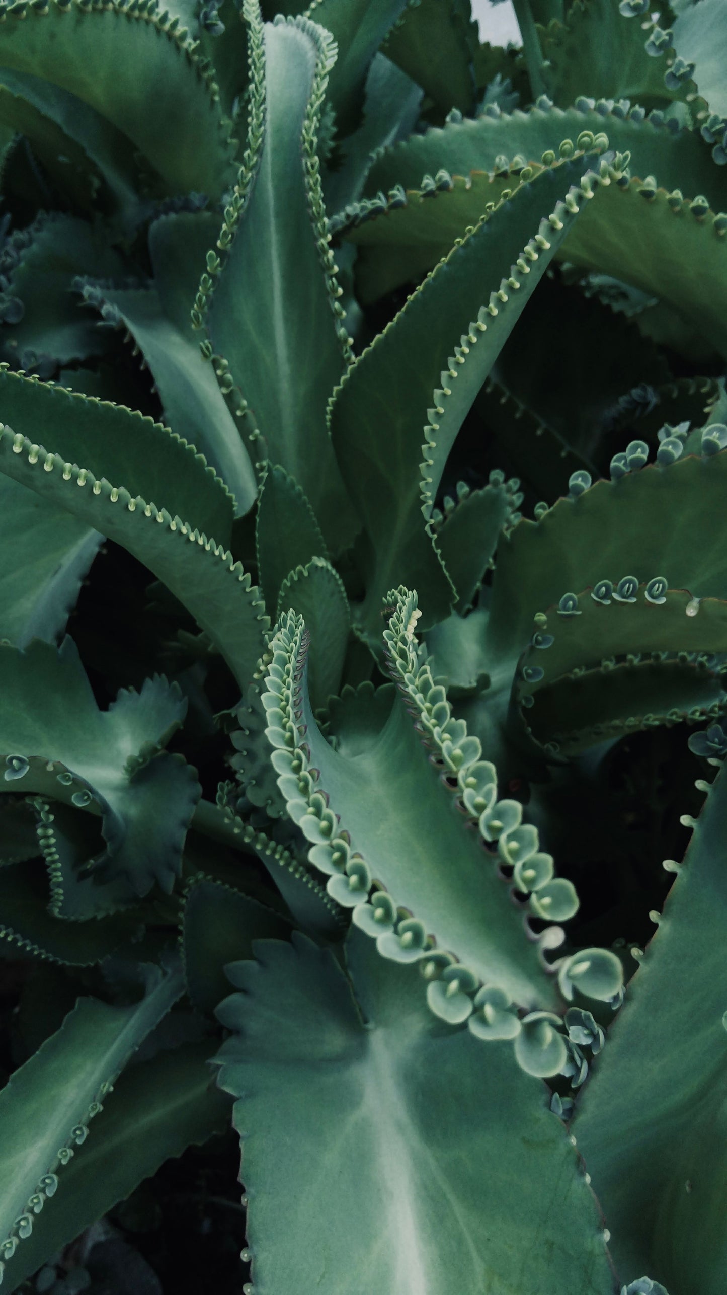 Mother of Thousands Succulent Live Plant in 2 Inch Pot – Kalanchoe daigremontiana