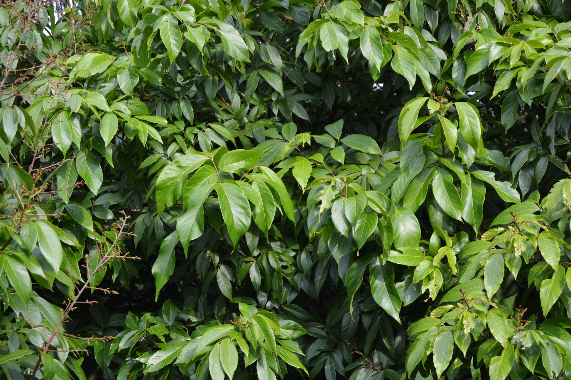Ylang Ylang Live Plant in 6-Inch Pot – Cananga odorata Fragrant Flower Tree