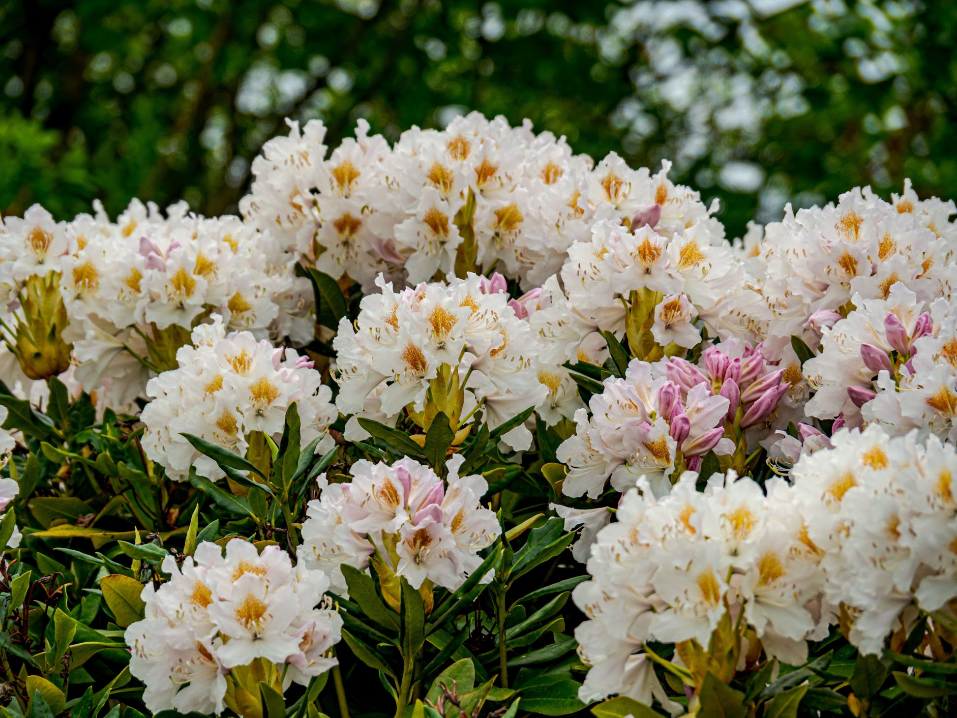 Yaku Princess Rhododendron Starter Plant – Evergreen Compact Flowering Shrub