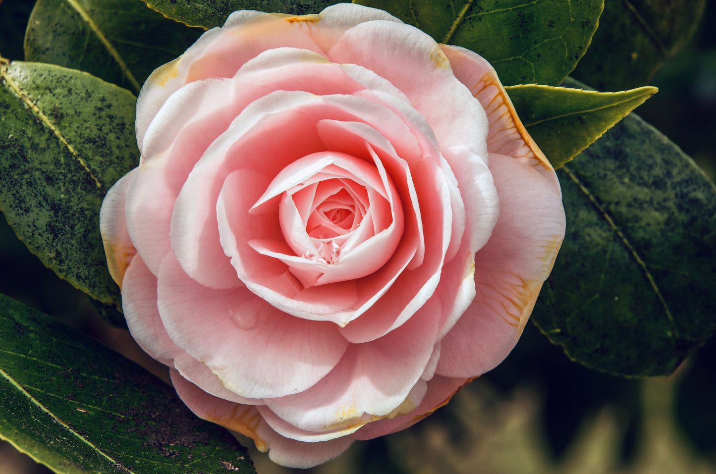 Leslie Ann Camellia Japonica Live Starter Plant – Well-Rooted in Nursery Pot