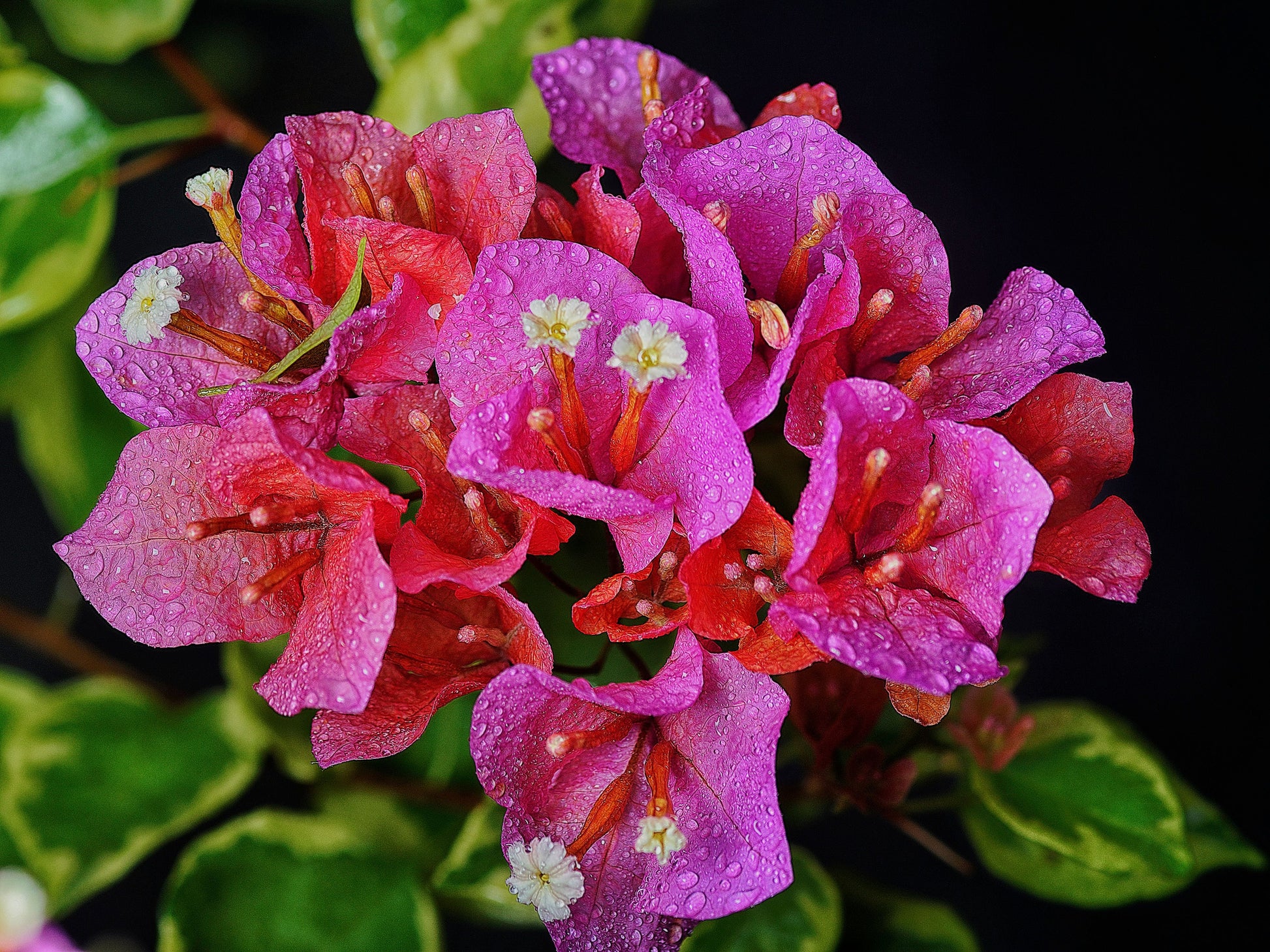 Claret Red Variegated Bougainvillea Live Starter Plant – Well Rooted Plug