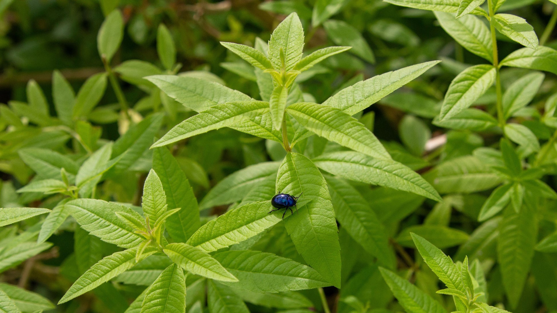 Organic Lemon Verbena Live Starter Plant Aloysia citrodora in 2.5 x 3.5 Inch Pot