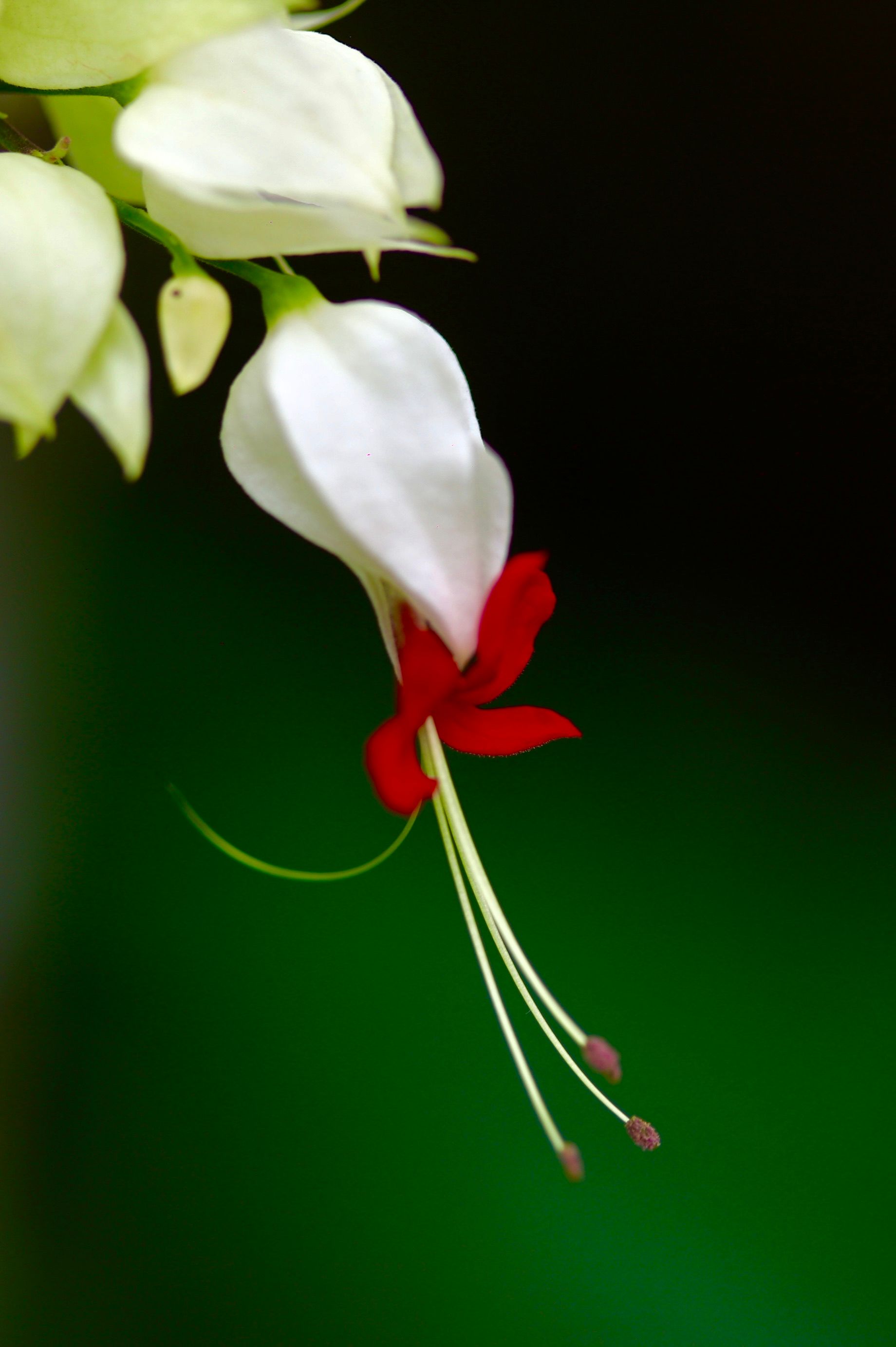 White Bleeding Heart Live Plant - Rooted Perennial with White Flowers for Shade Gardens