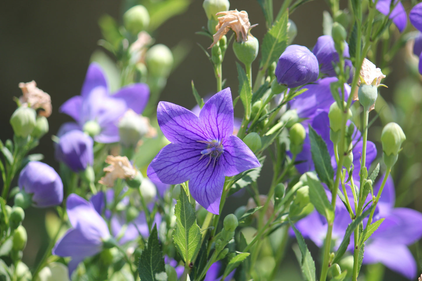 Sentimental Blue Balloon Flower Live Plants – 3 Rooted Starter Plants, Blue Perennial Flowers, Platycodon grandiflorus