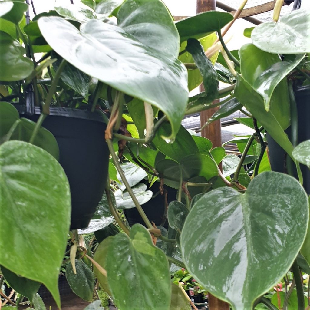 Philodendron Cordatum Heartleaf Rooted Cutting – Easy-Care Indoor Trailing Houseplant