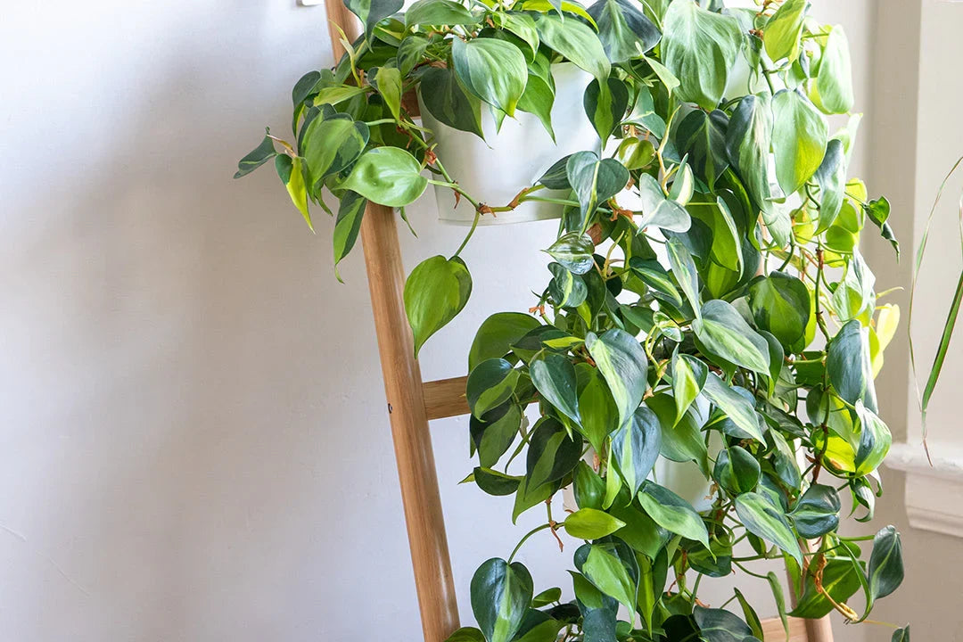 Indoor Plant Cuttings Pack – Marble Queen Pothos, Philodendron Brazil & N’Joy – Unrooted Trailing Vines for Hanging Baskets & Indoor Decor