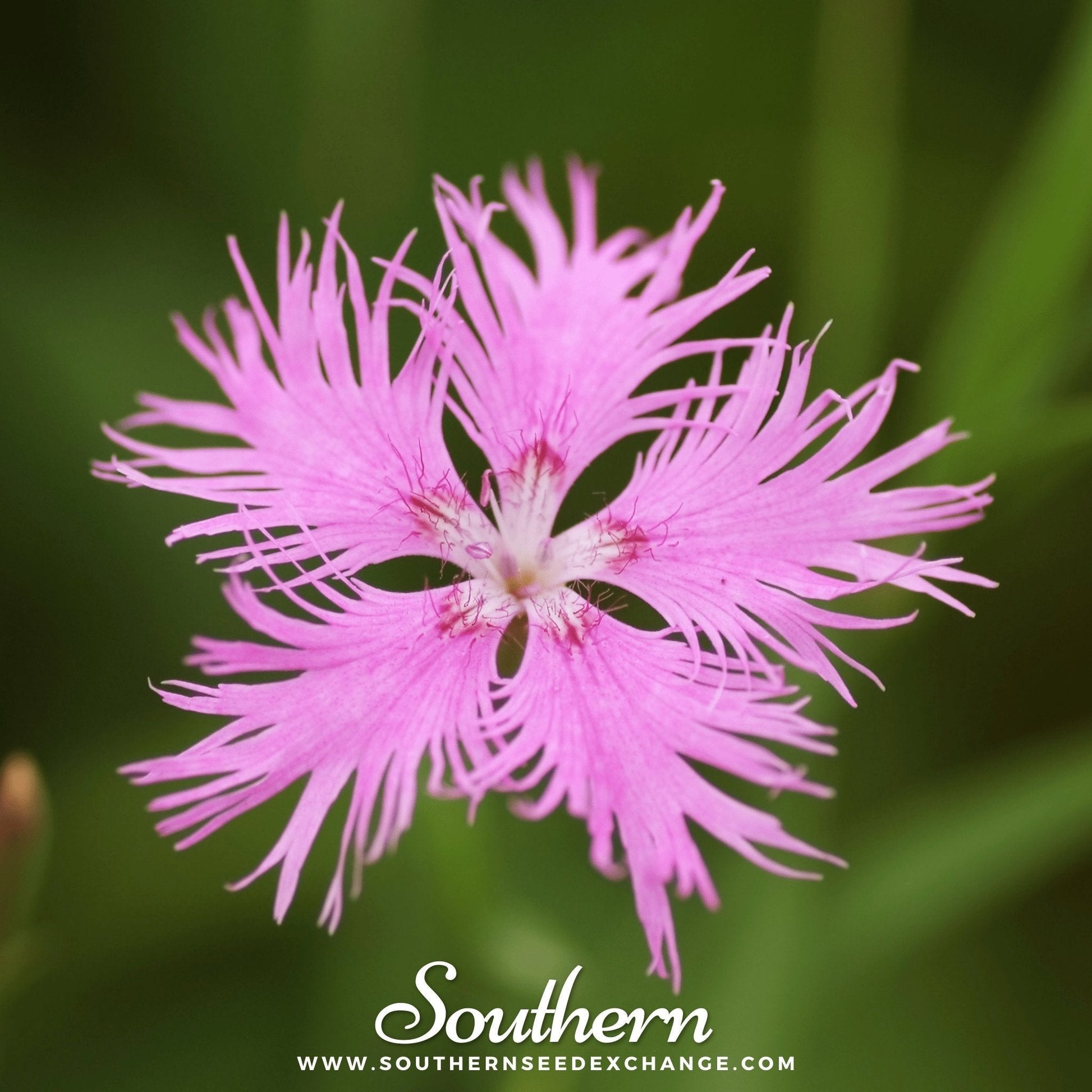 Fringed Pinks Seeds - Dianthus superbus, Pink & White, Easy to Grow, Bee & Butterfly Friendly, Non-GMO, 200 Seeds
