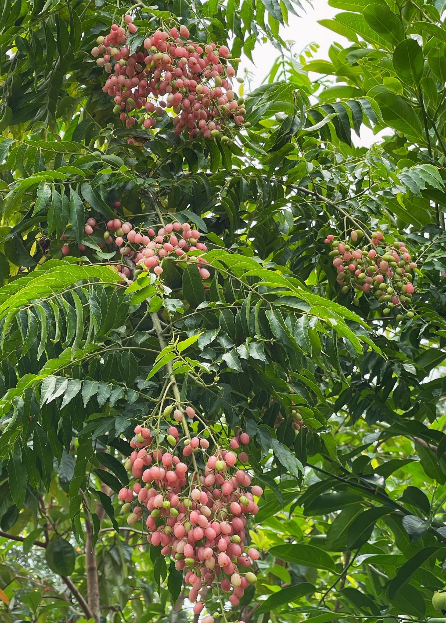 Pink Wampee Tree Seedling - Clausena excavata Tropical Medicinal Fruit Tree, Small Evergreen Shrub