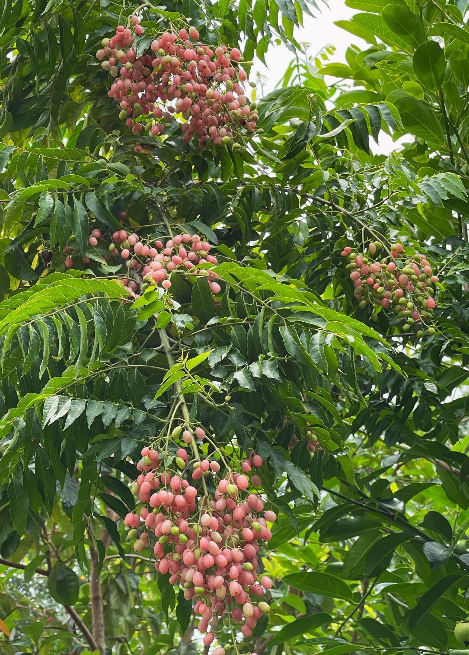 Pink Wampee Tree Seedling - Clausena excavata Tropical Medicinal Fruit Tree, Small Evergreen Shrub