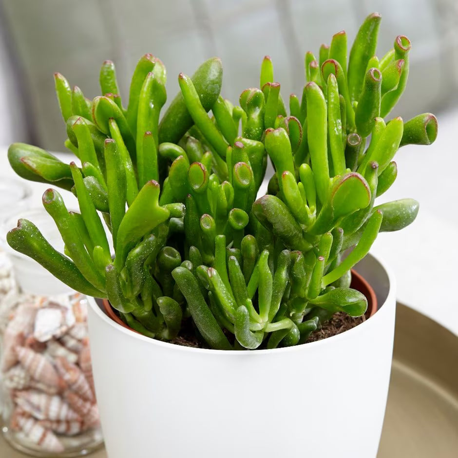 Hobbit Friendship Tree Cuttings – Crassula ovata ‘Hobbit’ Succulent Unrooted Plant Starts for Prosperity & Luck