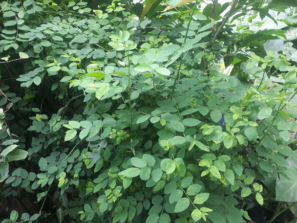 Katuk (Sauropus androgynus) 7 Fresh Unrooted Cuttings – Easy to Grow Edible Shrub with Nutritious Leaves