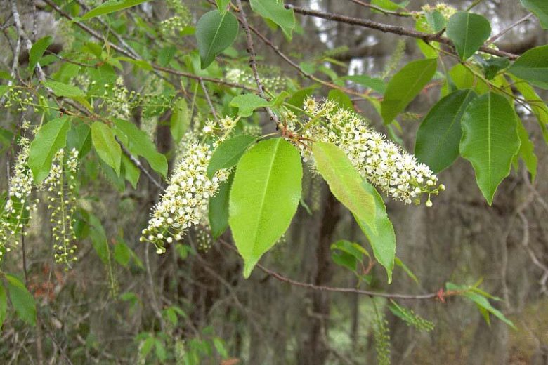 Cherry Laurel Trees Bare-Root Seedlings 1-2 ft Evergreen Hedge Shrubs for Privacy Prunus laurocerasus