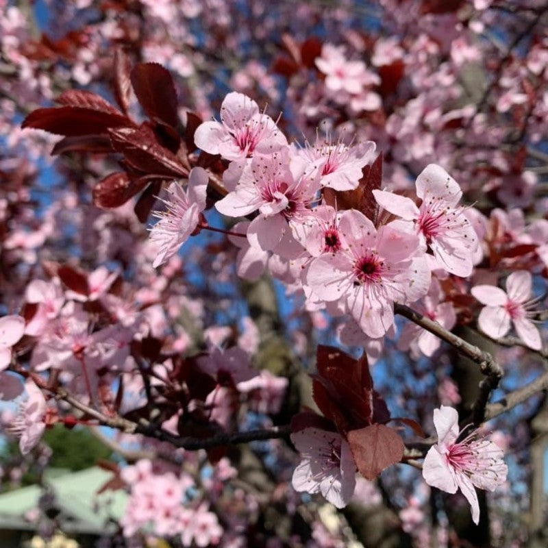 Prunus cerasifera Cherry Plum Black Cuttings - 3 Unrooted 6" Hardwood Stems, Deciduous Fruit Tree with Purple Foliage, USDA Zones 4-9
