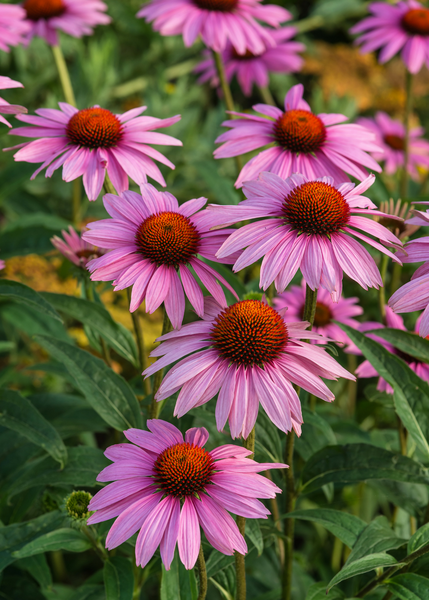 Echinacea purpurea Purple Coneflower Perennial Herb with Purple Flowers for Pollinators