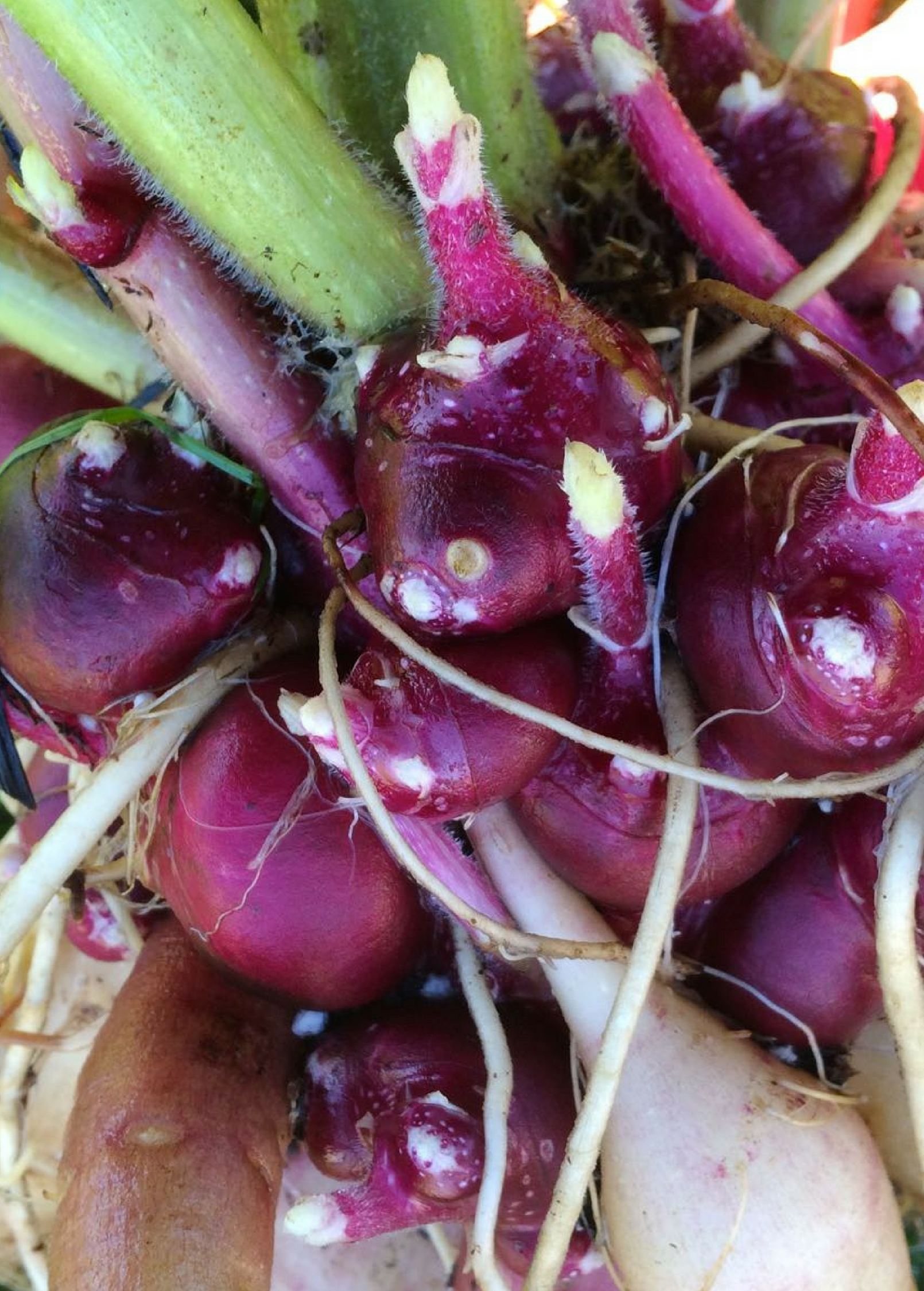 Earth Apple Purple Plant | Edible Tubers | Yácón (Smallanthus sonchifolius) | South American Root Vegetable