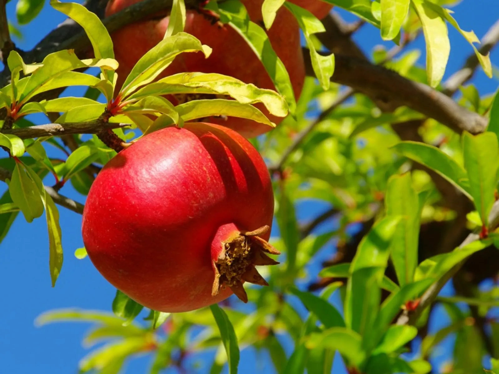 Organic Pomegranate Cuttings 9-inch Unrooted Punica granatum Fruit Tree Propagation